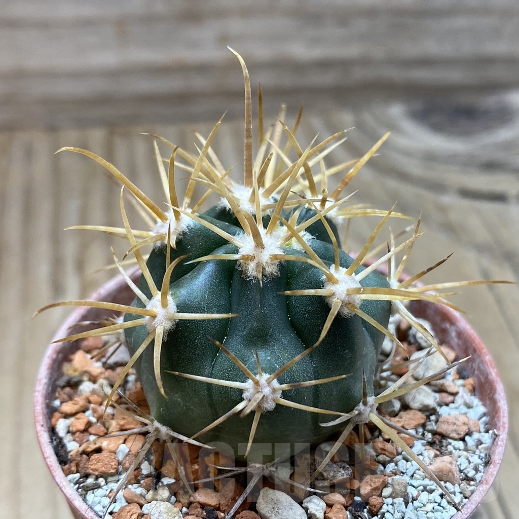 SH18244 Ferocactus chrysacanthus - Obrázek 2