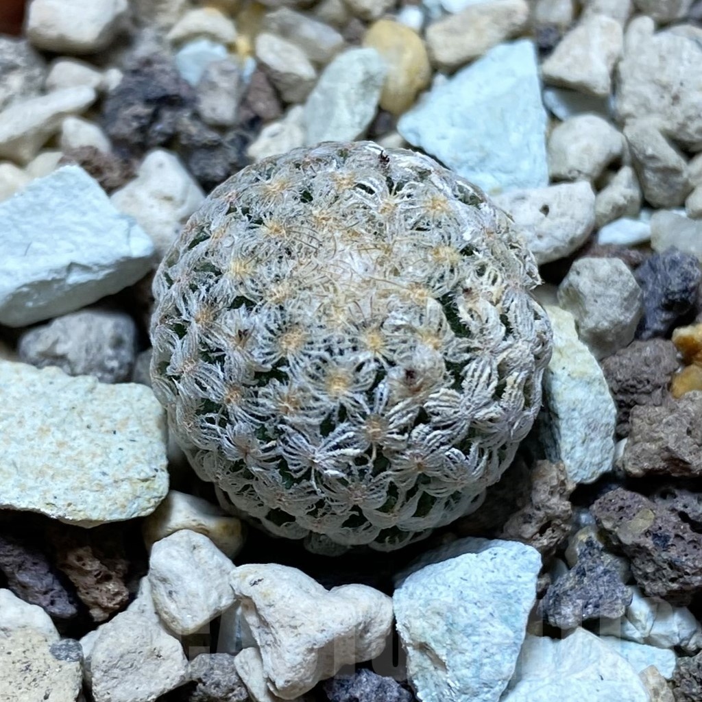 SH18245 Turbinicarpus valdezianus MZ 662