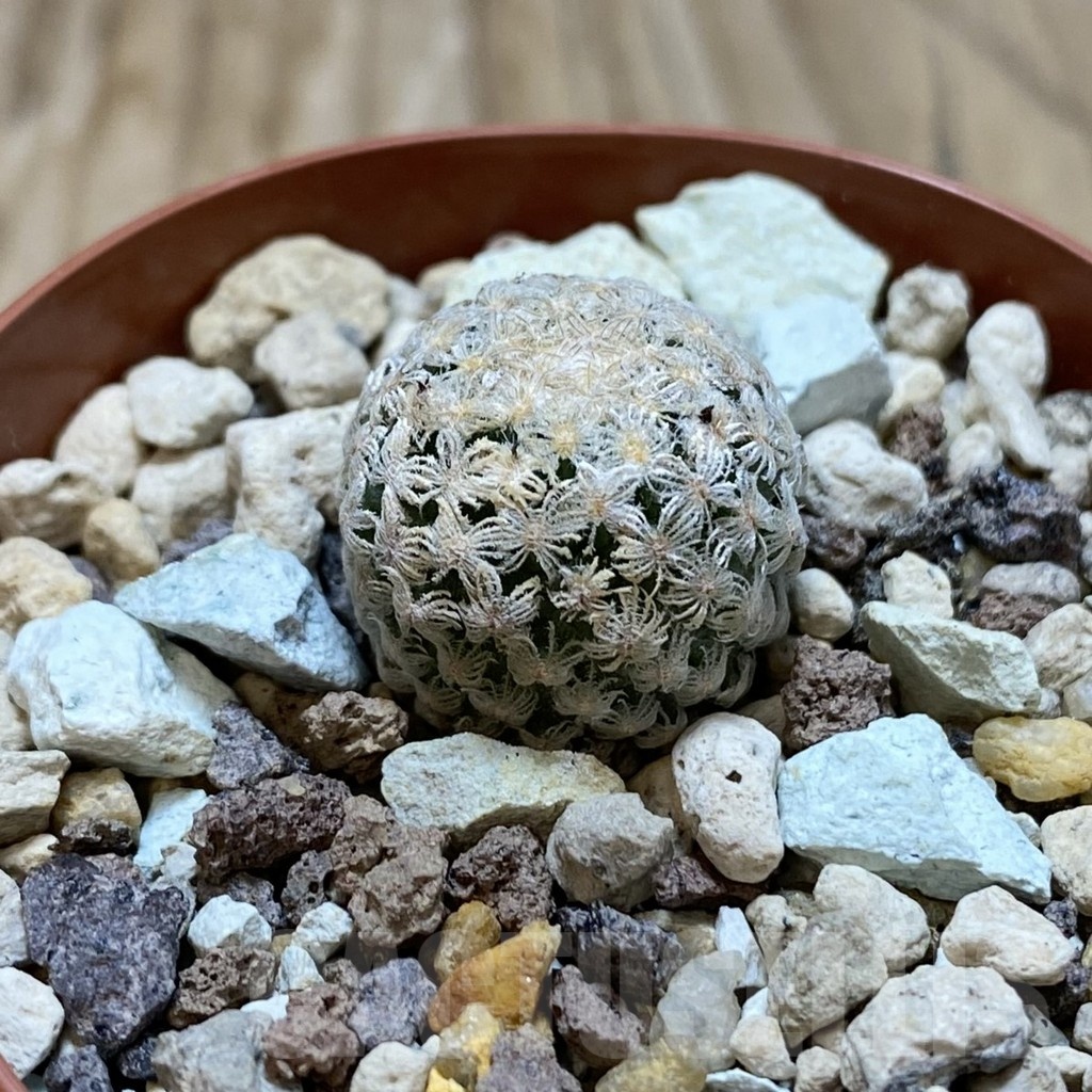 SH18245 Turbinicarpus valdezianus MZ 662 - Image 2