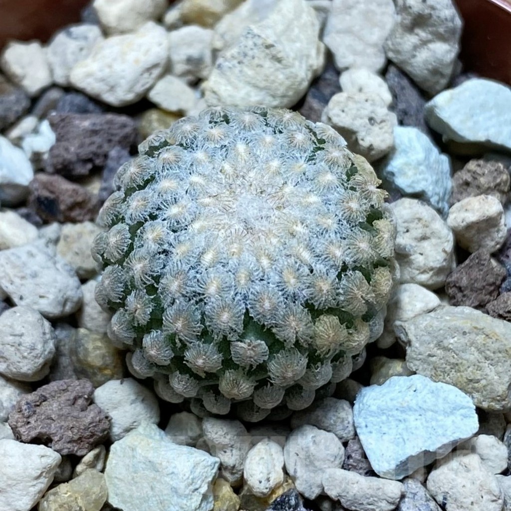 SH18246 Turbinicarpus valdezianus MZ 662