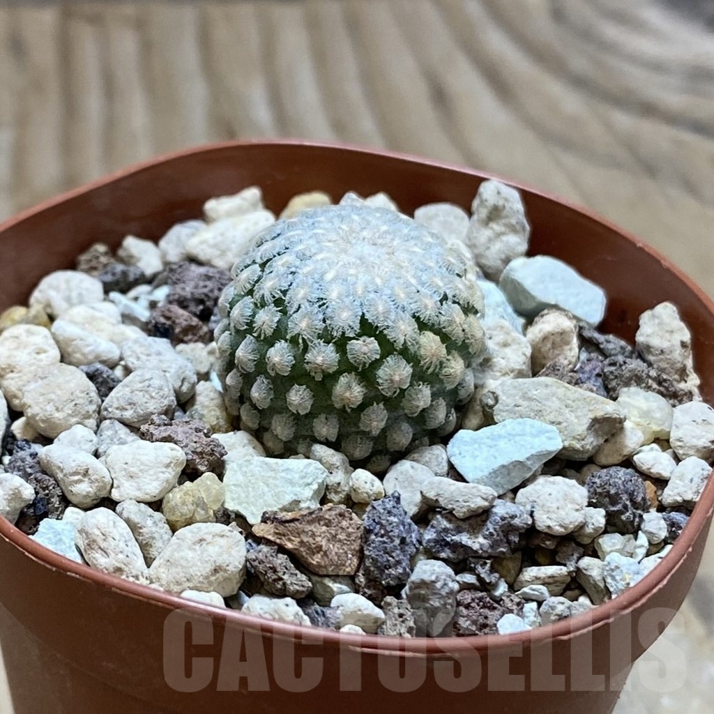 SH18246 Turbinicarpus valdezianus MZ 662 - Imagen 2