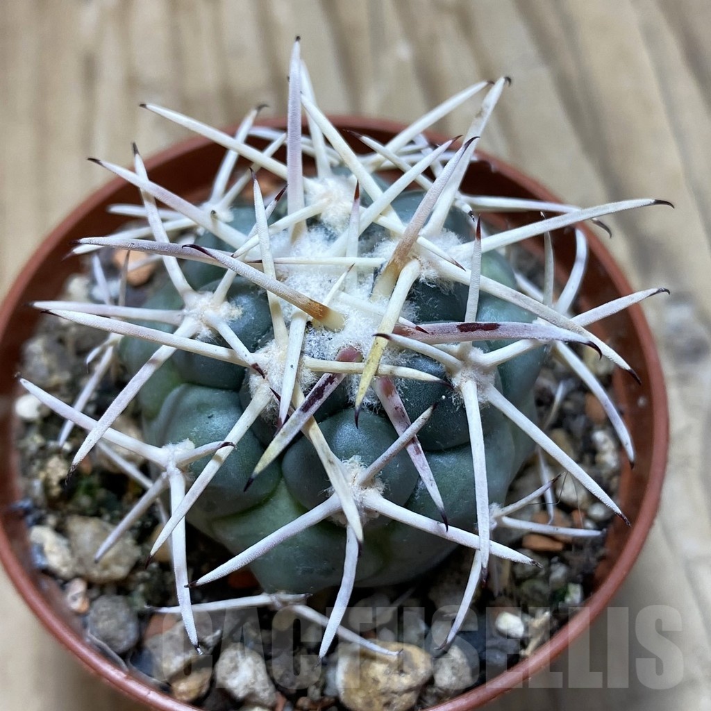 SH18247 Coryphantha poselgeriana v. valida -El Amparo-