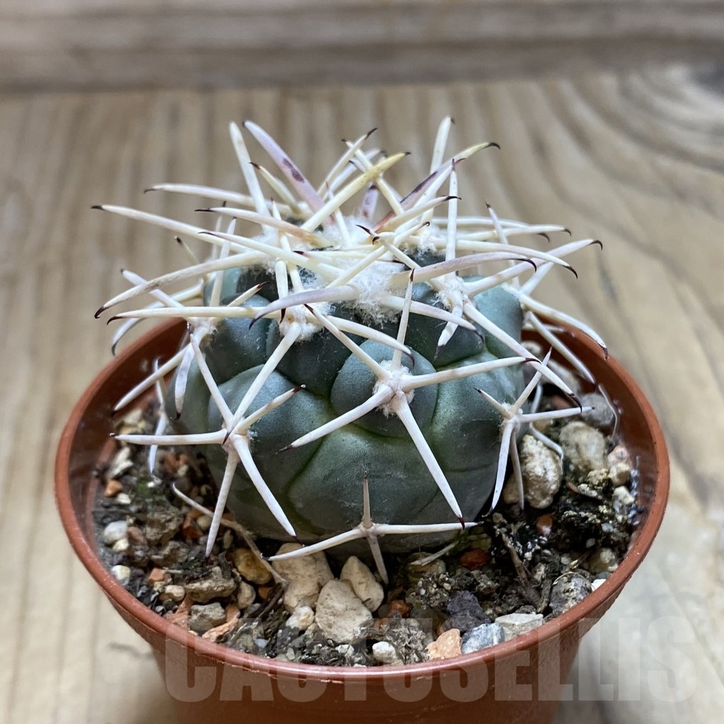 SH18247 Coryphantha poselgeriana v. valida -El Amparo- - Image 2