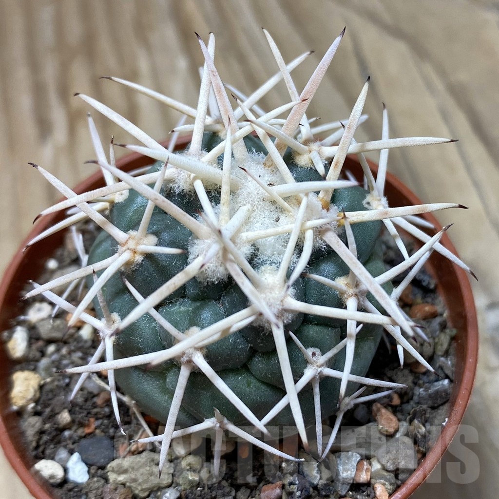 SH18248 Coryphantha poselgeriana v. valida -El Amparo-