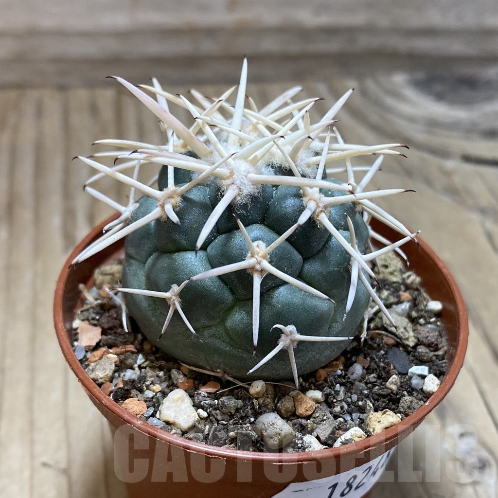 SH18248 Coryphantha poselgeriana v. valida -El Amparo- - immagine 2