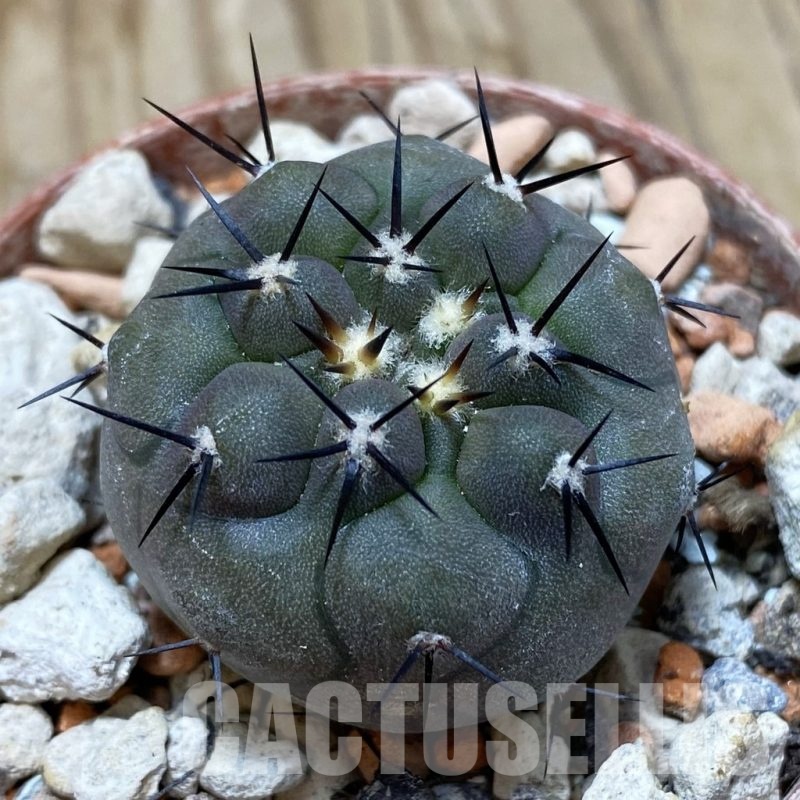 SH18252 Copiapoa cinerea PHA 2945