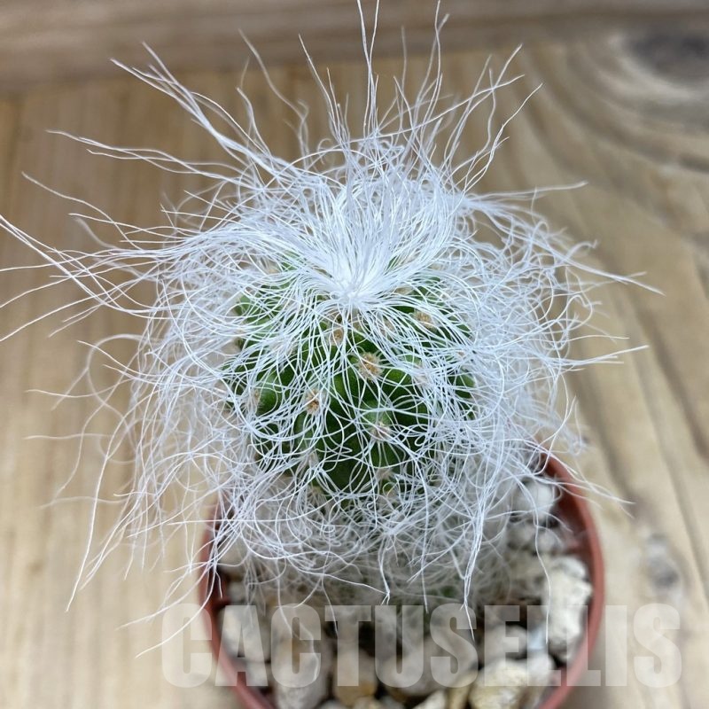 SH18253 Cephalocereus senilis