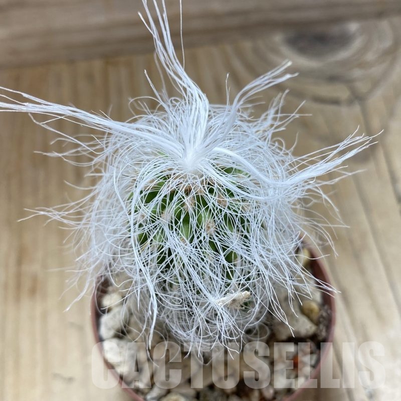 SH18254 Cephalocereus senilis