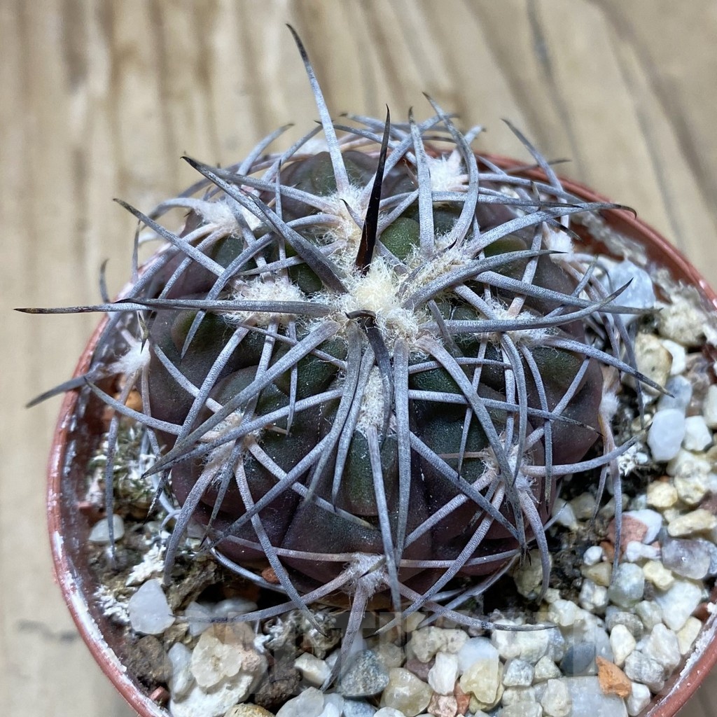 SH18255 Gymnocalycium spegazzinii v. punillense