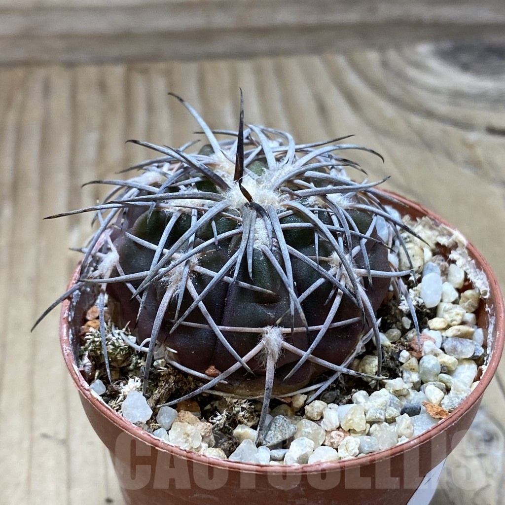 SH18255 Gymnocalycium spegazzinii v. punillense - immagine 2