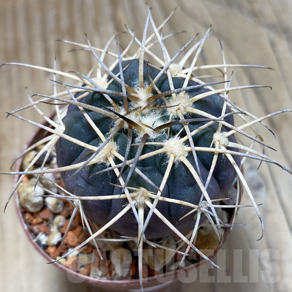 SH18256 Gymnocalycium spegazzinii LF 45