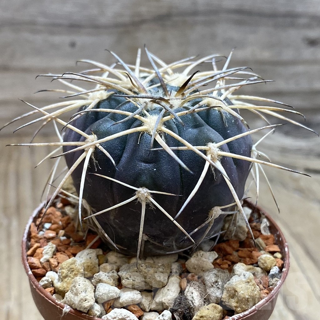 SH18256 Gymnocalycium spegazzinii LF 45 - Image 2