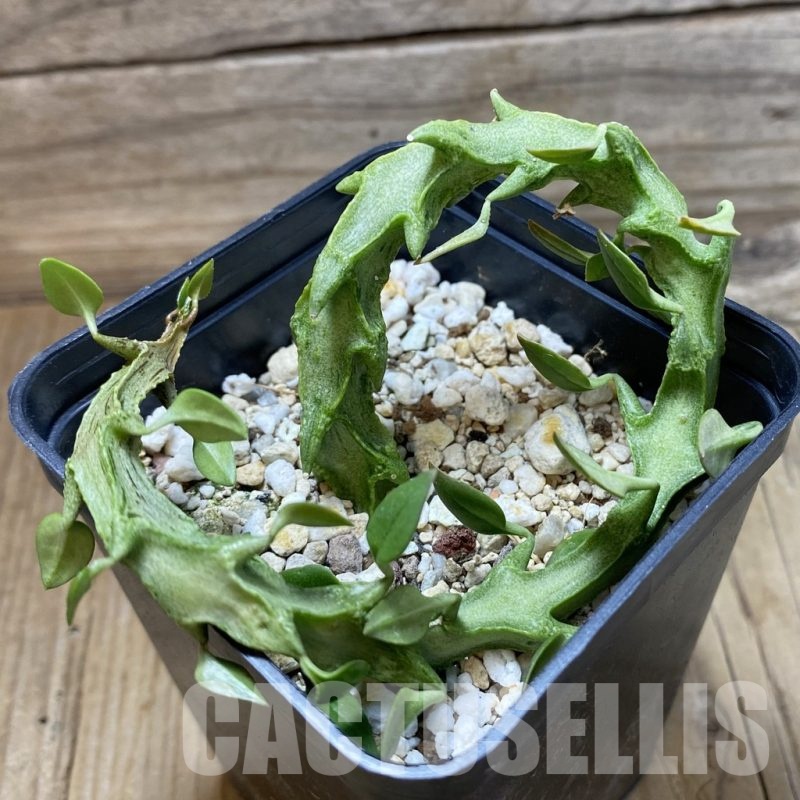 SH18460 Ceropegia simoneae ‘Green Form’