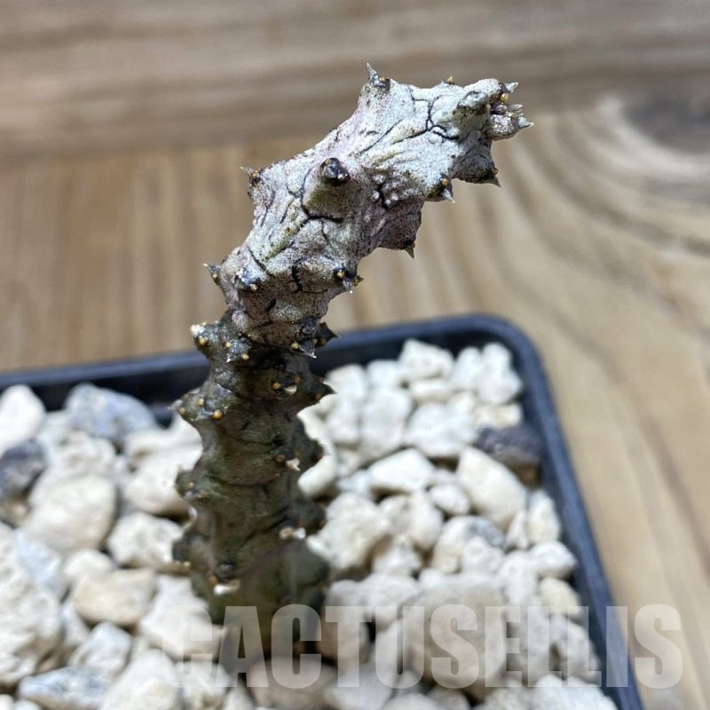 SH18462 Ceropegia stapeliiformis f. monstrosa