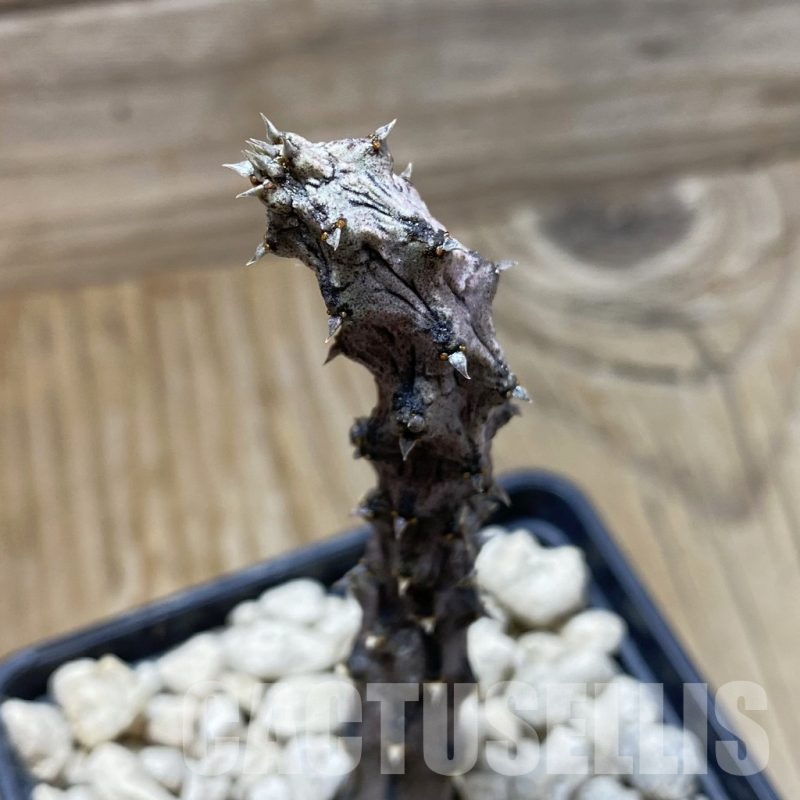 SH18463 Ceropegia stapeliiformis f. monstrosa