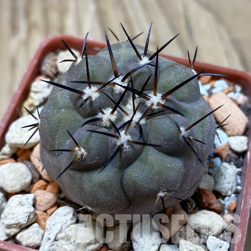 SH18431 Copiapoa cinerea PHA 2945