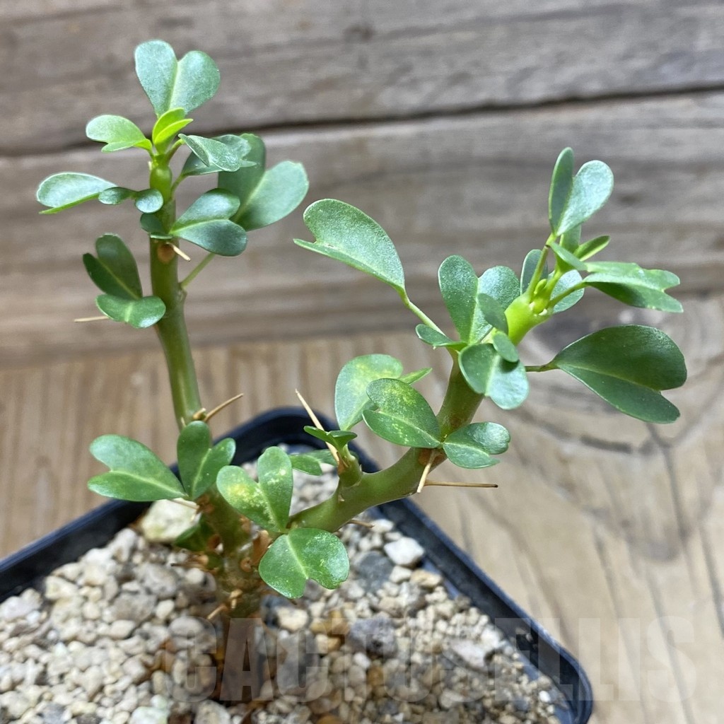 SH18466 Sarcocaulon vanderietiae