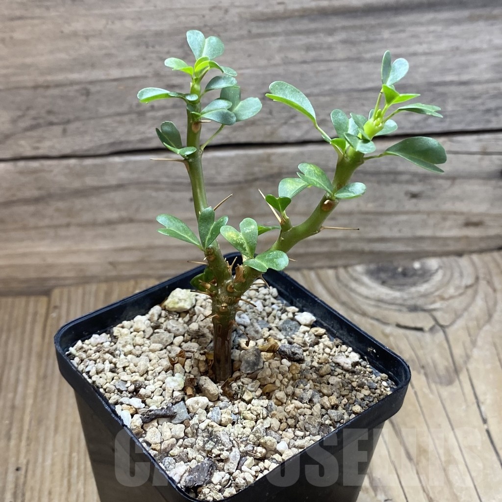 SH18466 Sarcocaulon vanderietiae - Image 2