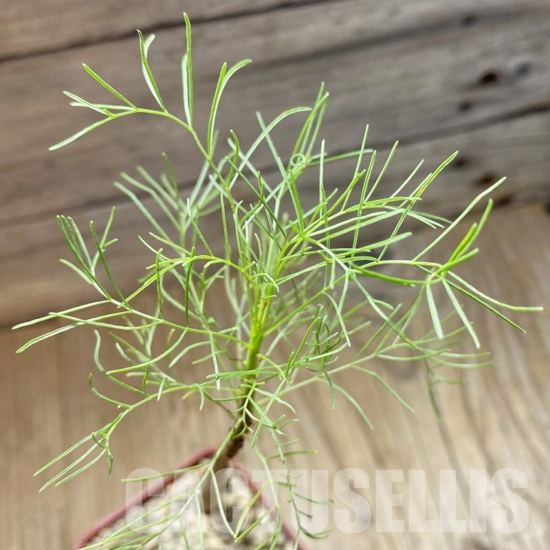 SH18470 Commiphora kraeuseliana