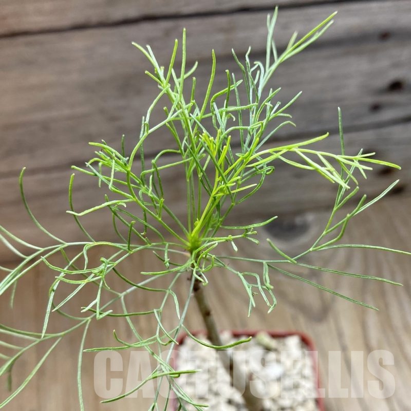 SH18471 Commiphora kraeuseliana