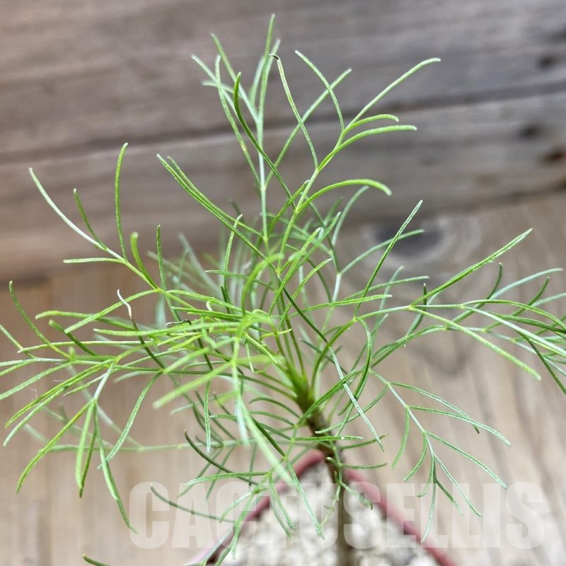 SH18472 Commiphora kraeuseliana