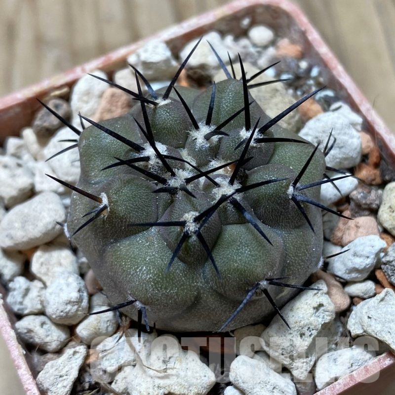 SH18432 Copiapoa cinerea PHA 2945