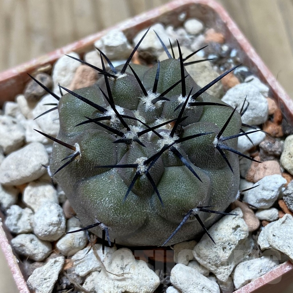 SH18432 Copiapoa cinerea PHA 2945