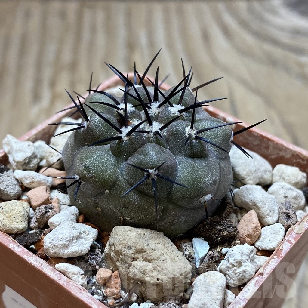 SH18432 Copiapoa cinerea PHA 2945 - Зображення 2