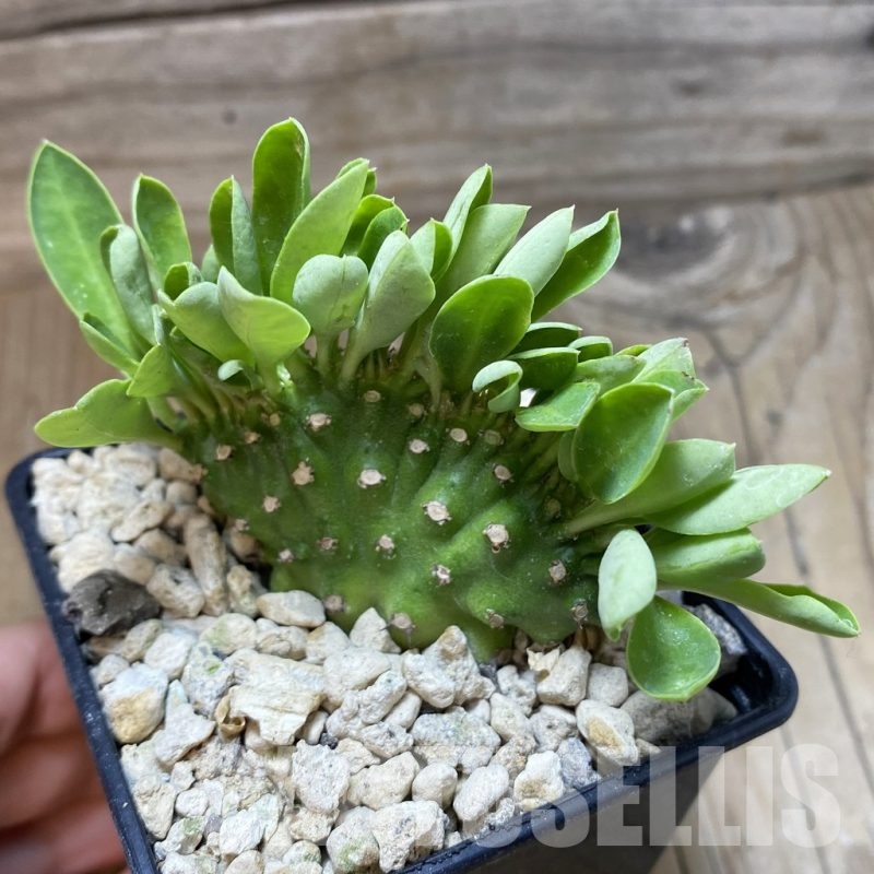 SH18477 Euphorbia neriifolia f. cristata