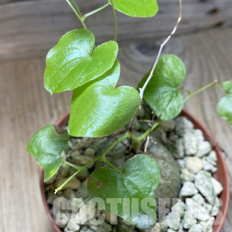 SH18479 Dioscorea elephantipes