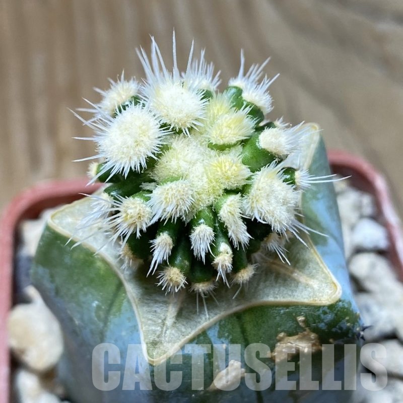 SH18480 Echinofossulocactus multicostatus f. monstrosa, grafted