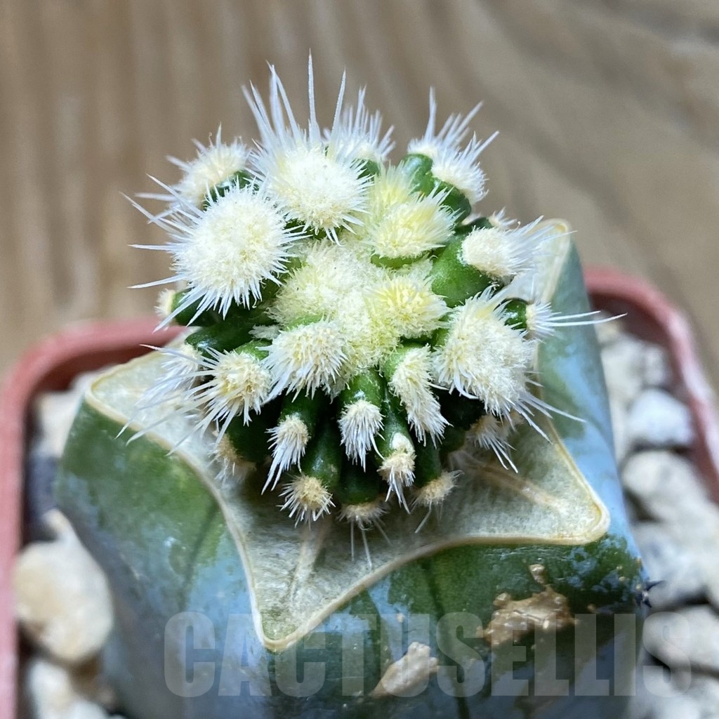 SH18480 Echinofossulocactus multicostatus f. monstrosa, grafted