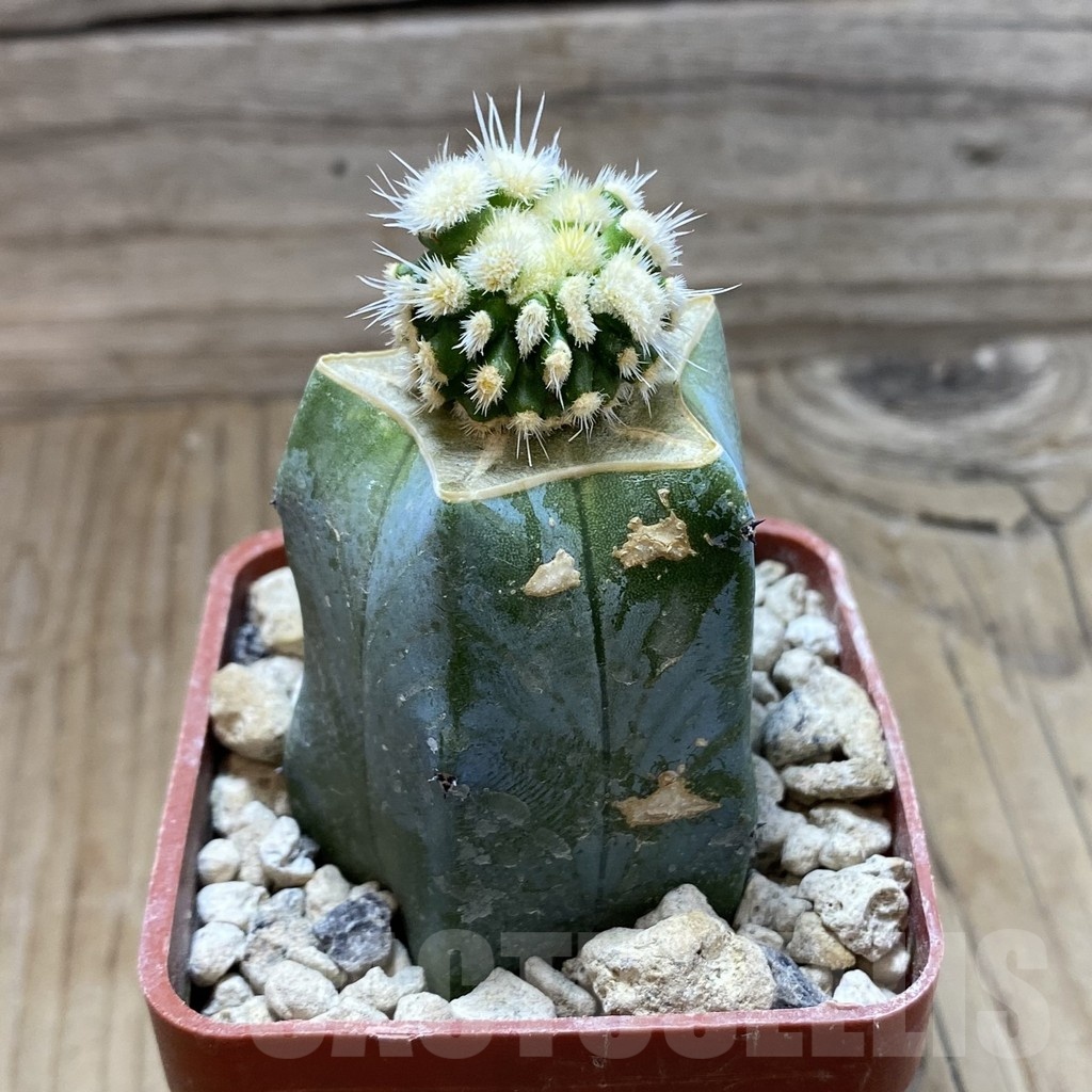 SH18480 Echinofossulocactus multicostatus f. monstrosa, grafted - Image 2