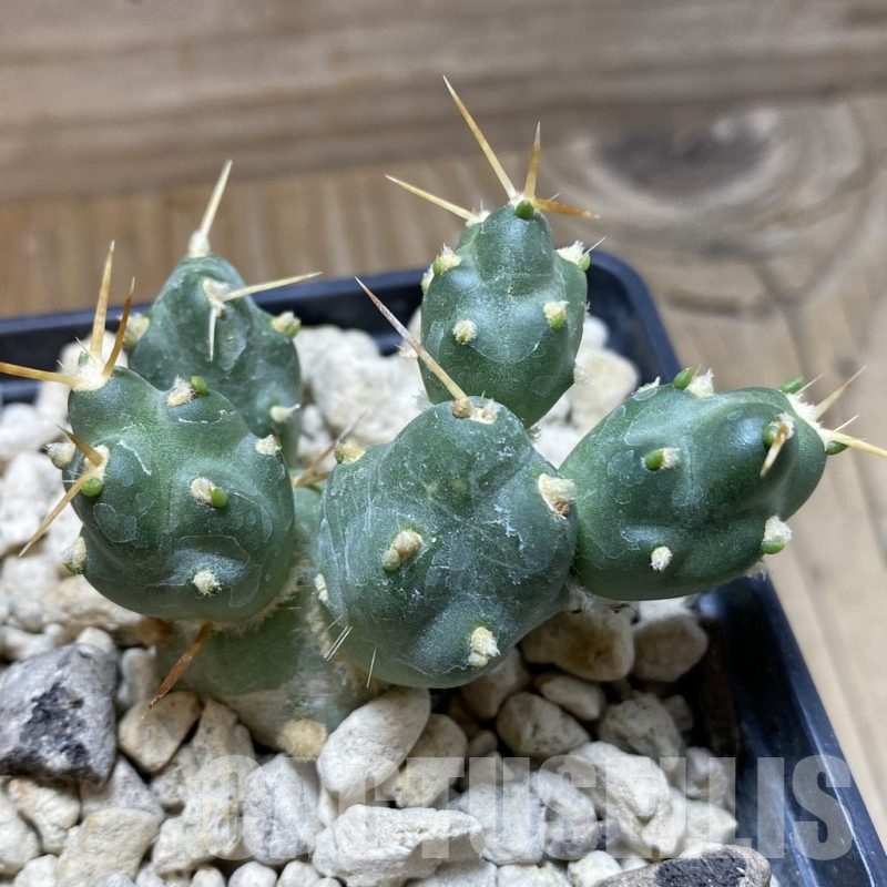 SH18484 Cumulopuntia rossiana WR 912