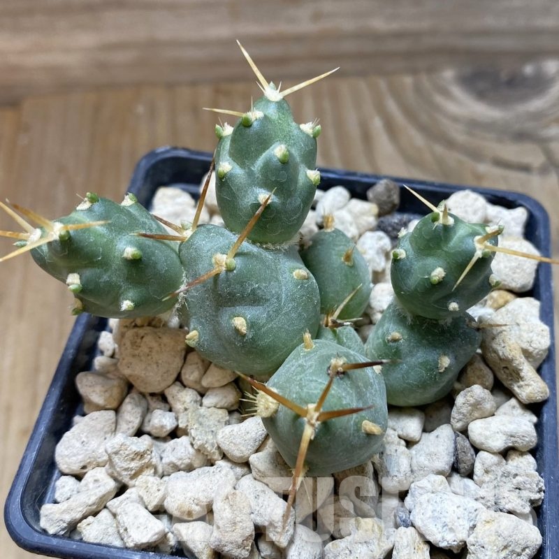 SH18485 Cumulopuntia rossiana WR 912