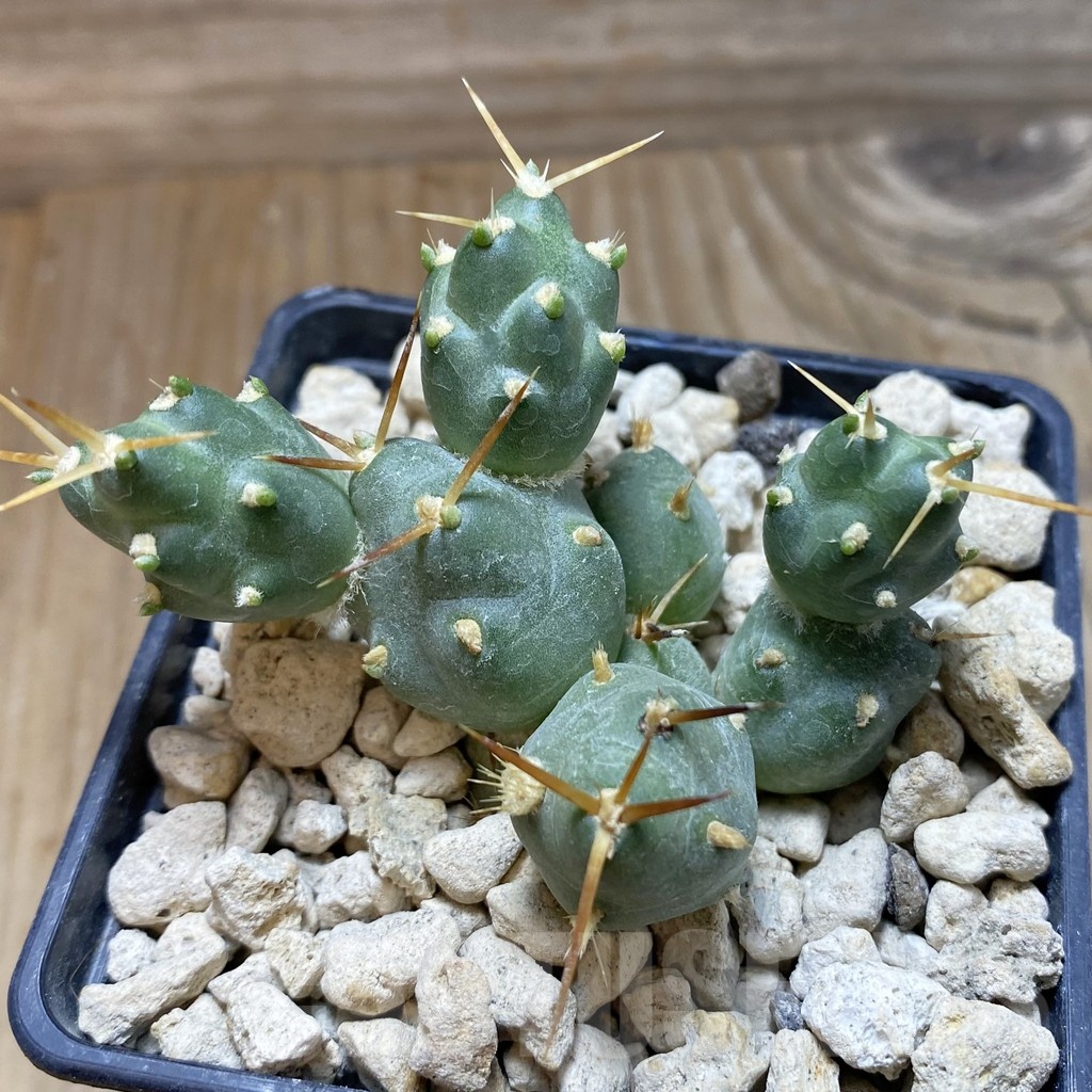 SH18485 Cumulopuntia rossiana WR 912