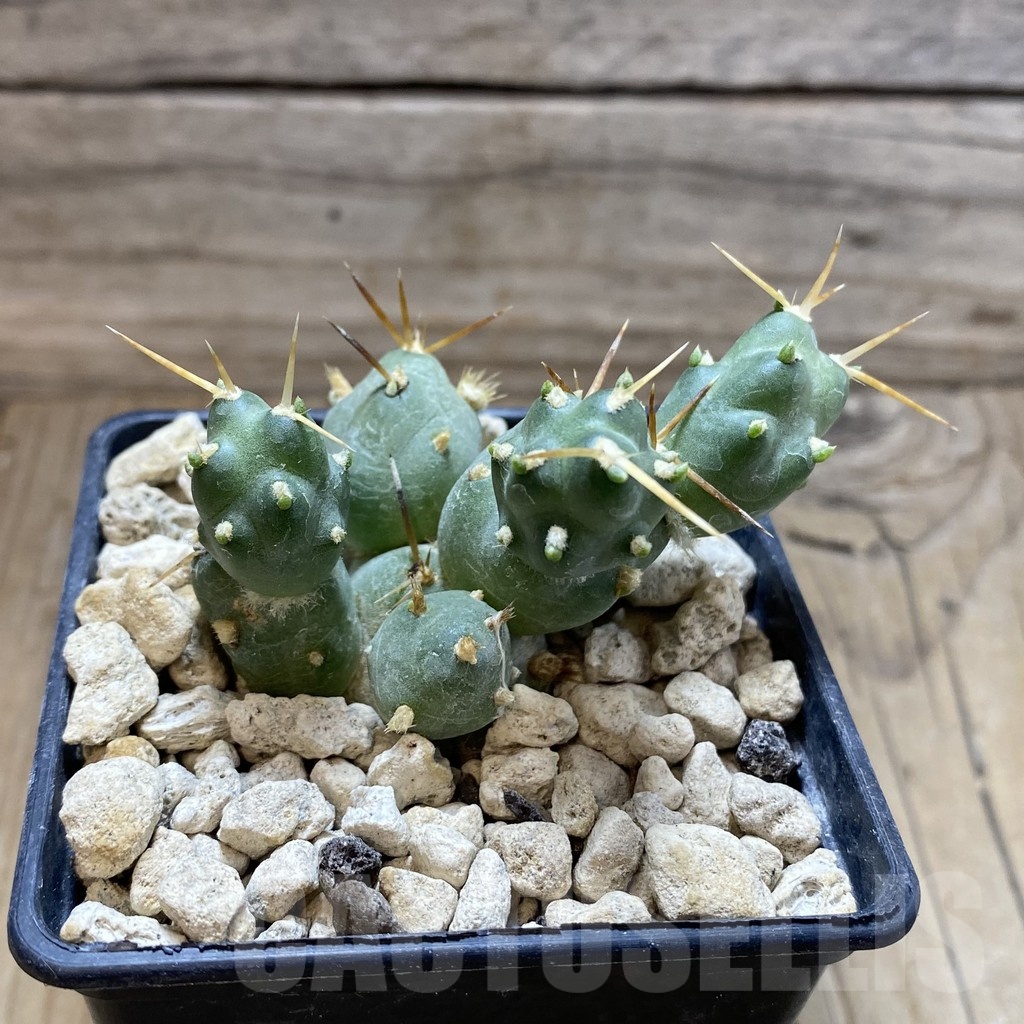 SH18485 Cumulopuntia rossiana WR 912 - immagine 2