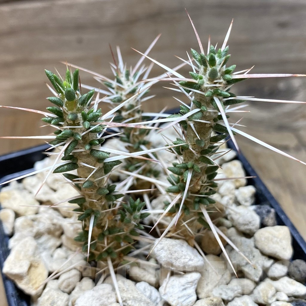 SH18486 Maihueniopsis valentine x tevelchey