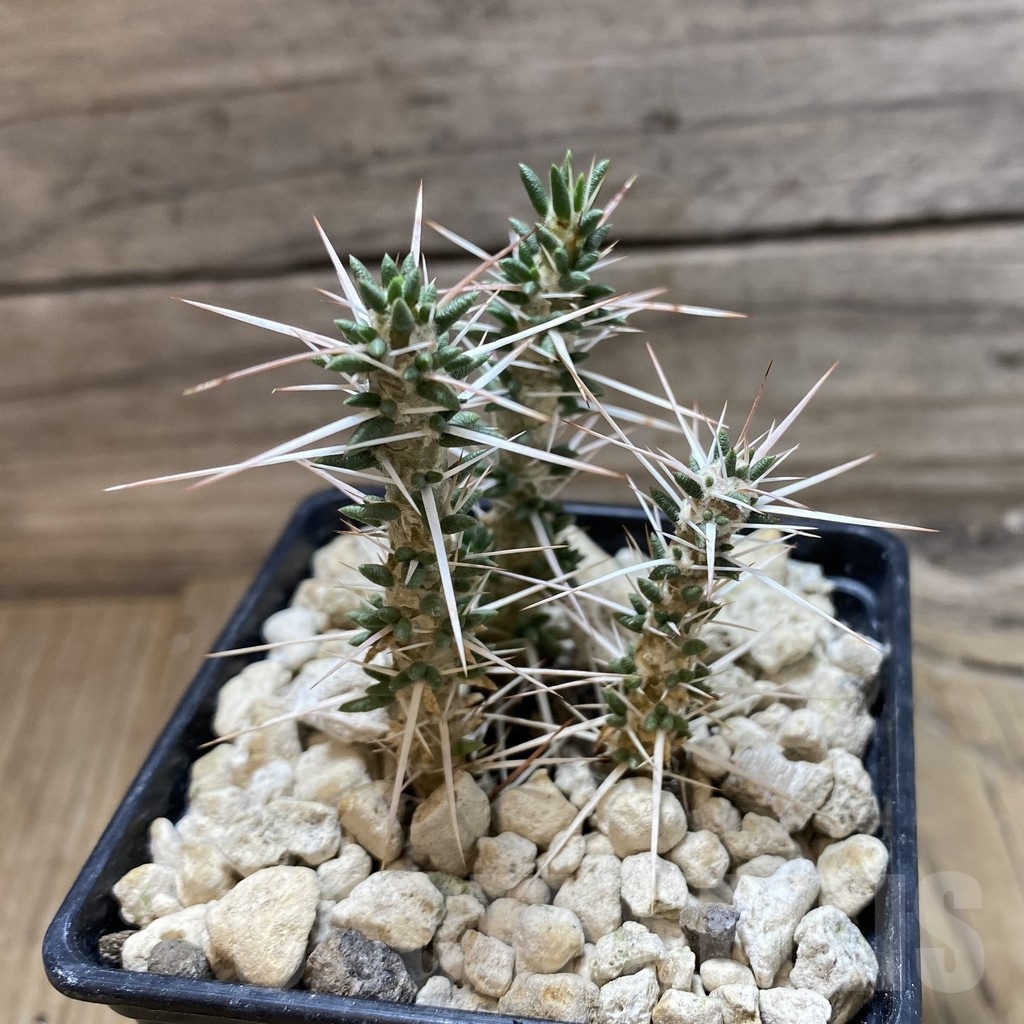 SH18486 Maihueniopsis valentine x tevelchey - Image 2