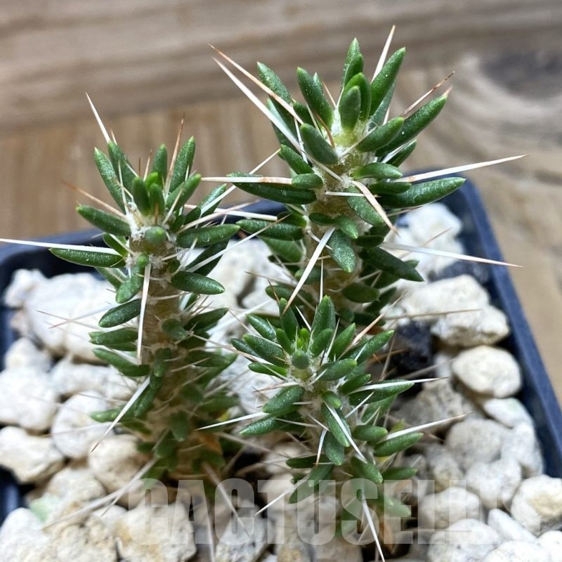 SH18487 Maihueniopsis valentine x tevelchey