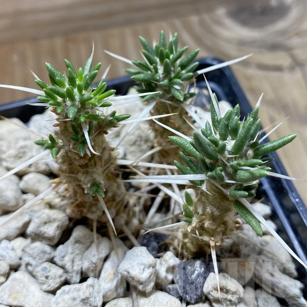 SH18488 Maihueniopsis patagonica