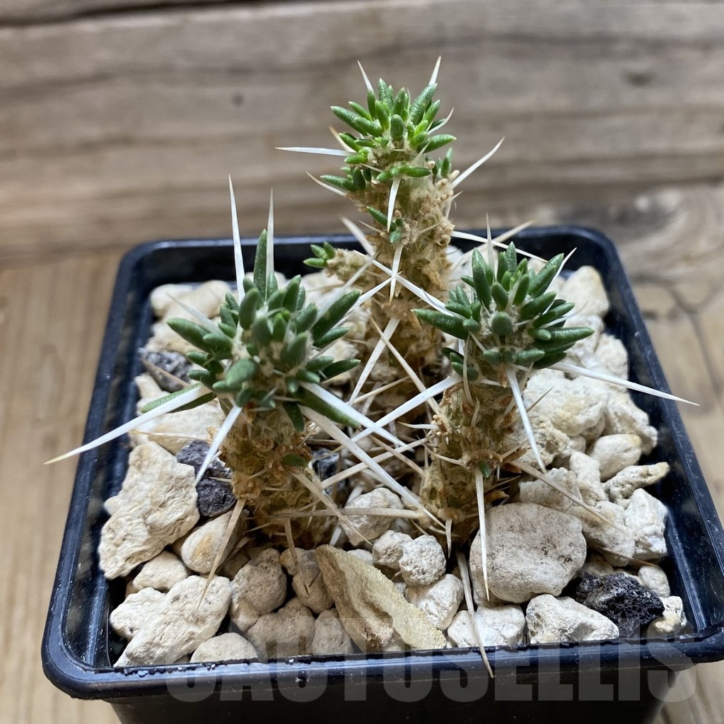 SH18488 Maihueniopsis patagonica - Imagen 2