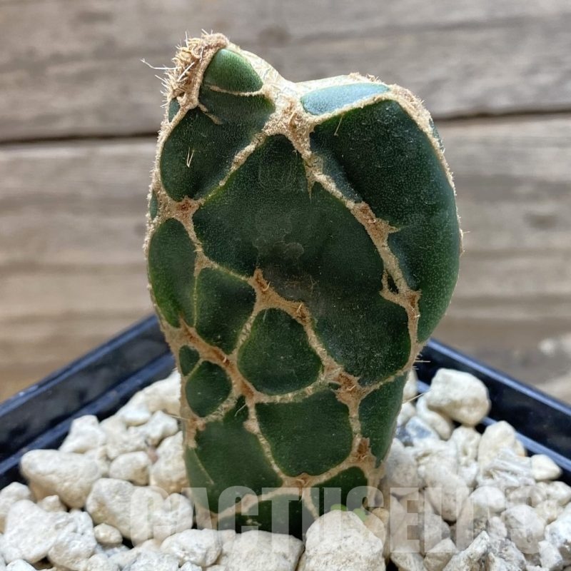 SH18491 Opuntia 'Cobra'