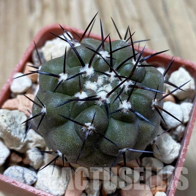 SH18428 Copiapoa cinerea PHA 2945
