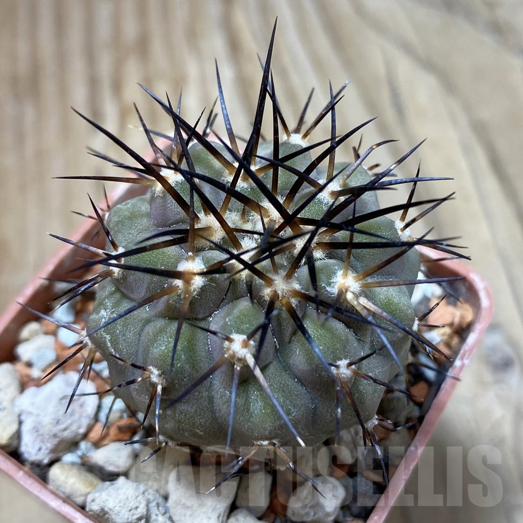 SH18434 Copiapoa cinerea f. solitaria