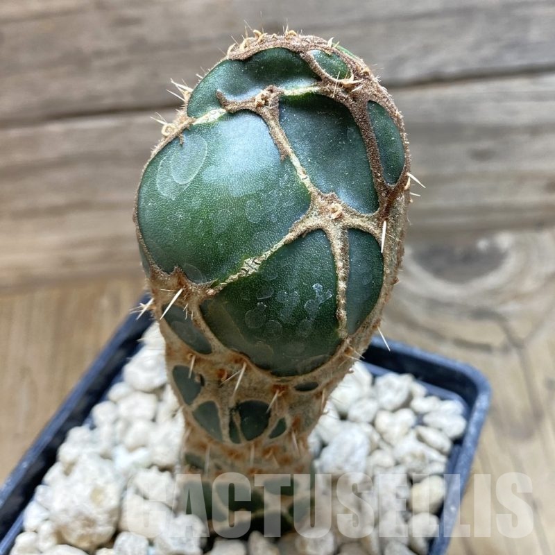 SH18492 Opuntia 'Cobra'