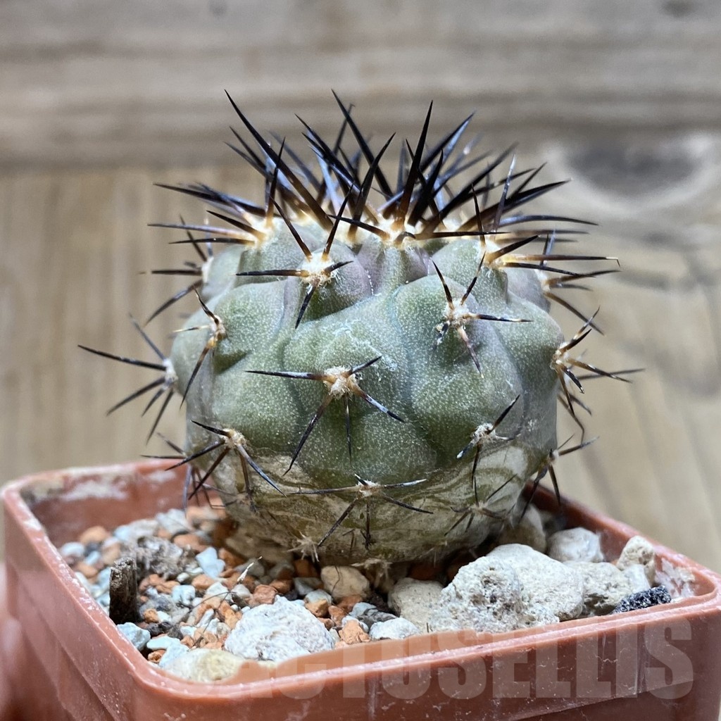 SH18434 Copiapoa cinerea f. solitaria - Image 2