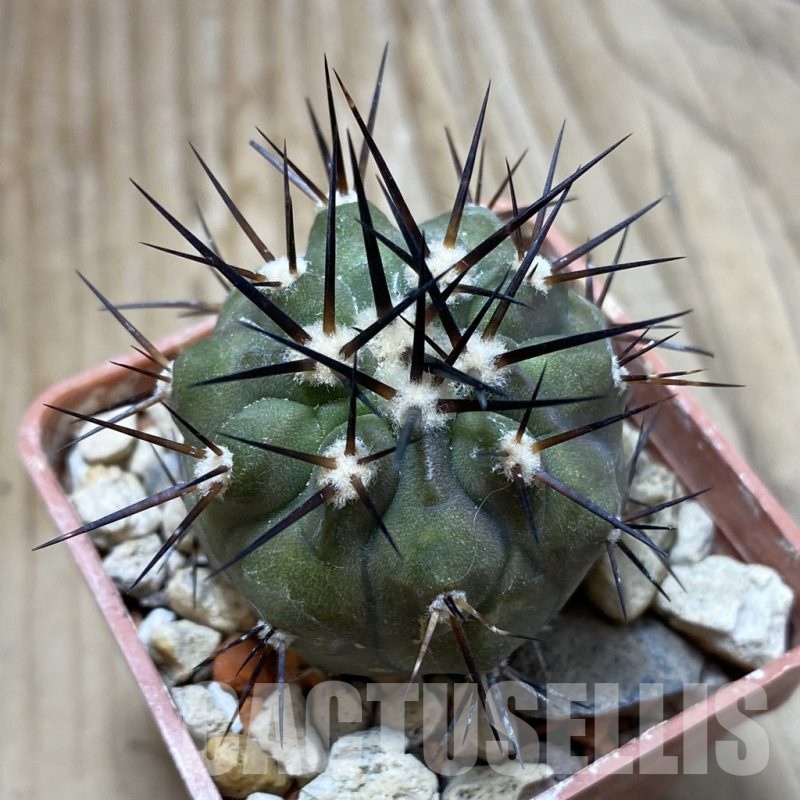 SH18435 Copiapoa cinerea f. solitaria