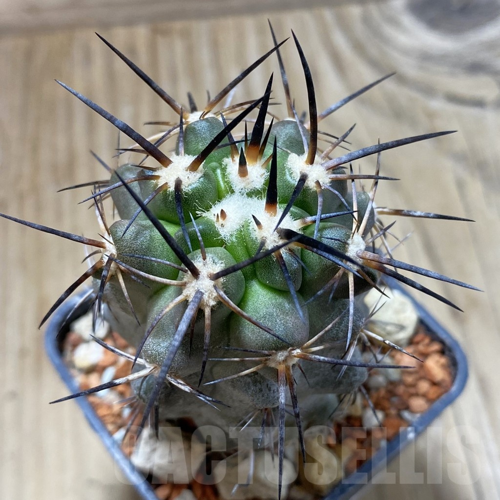 SH18436 Copiapoa fiedleriana PHA 2626