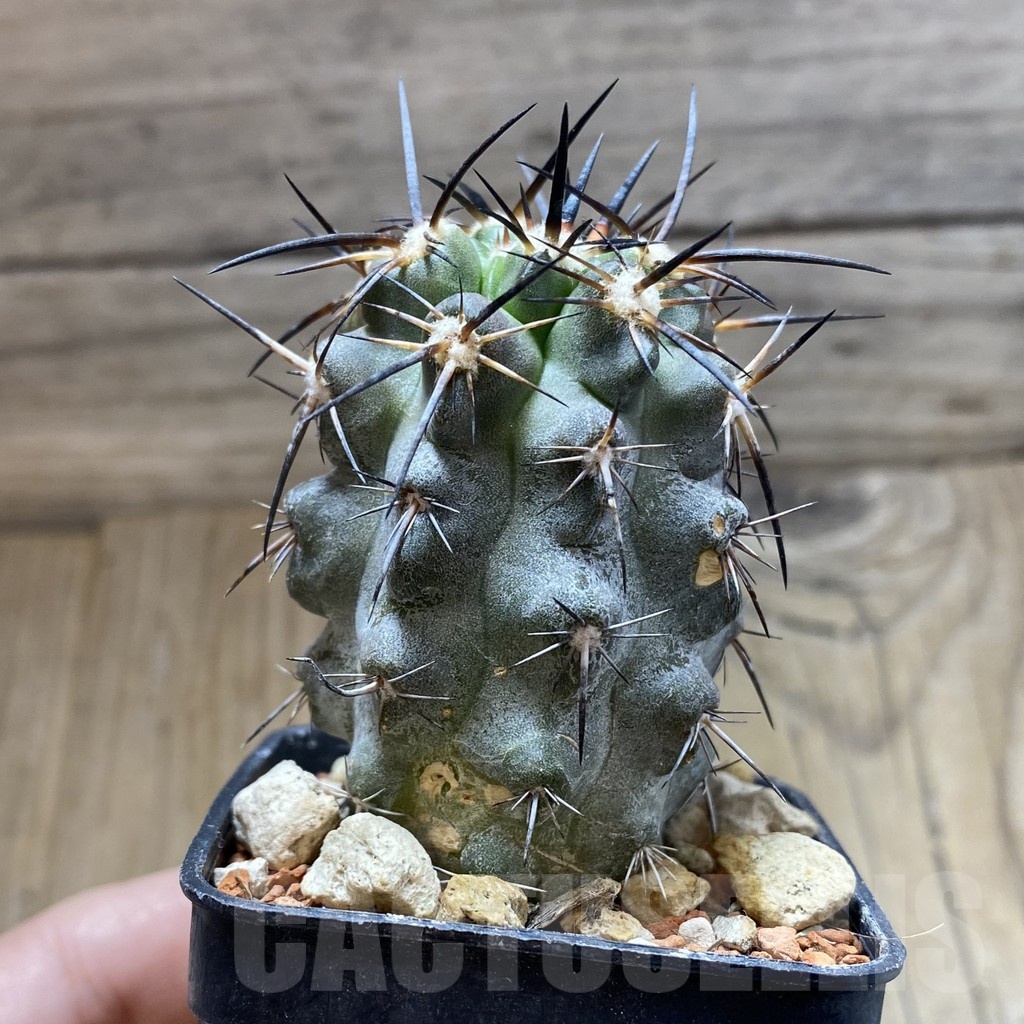 SH18436 Copiapoa fiedleriana PHA 2626 - immagine 2